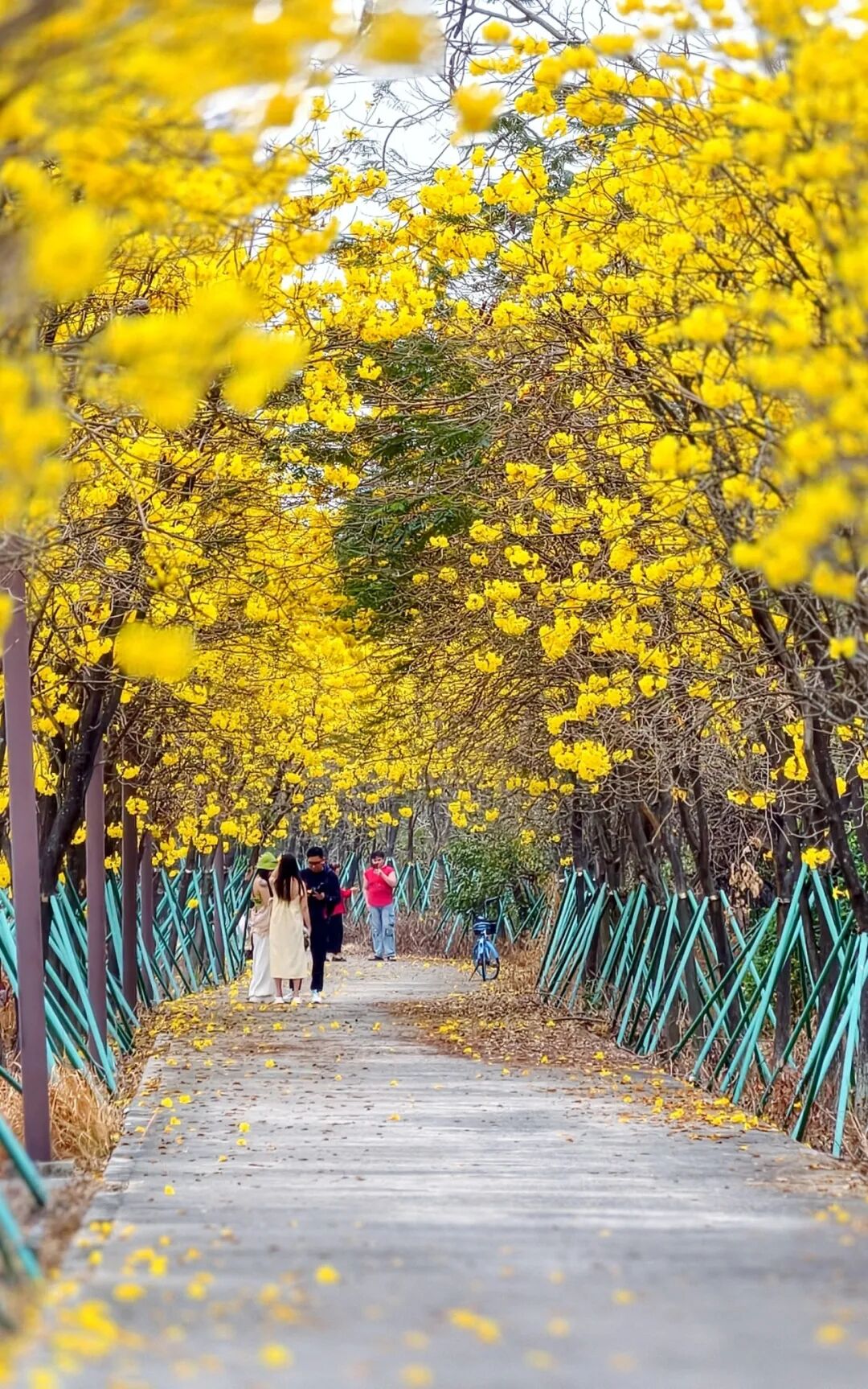 付师华摄