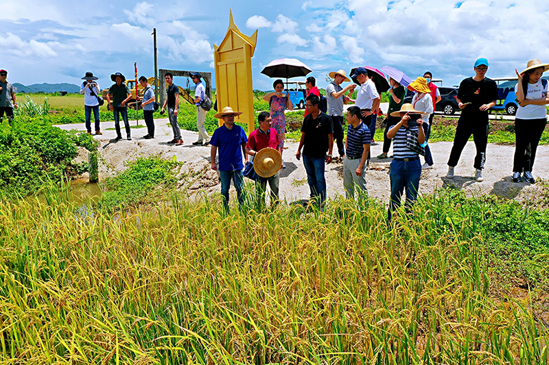 200826“支部共建党旗红,耕地保护当先锋” (4).jpg