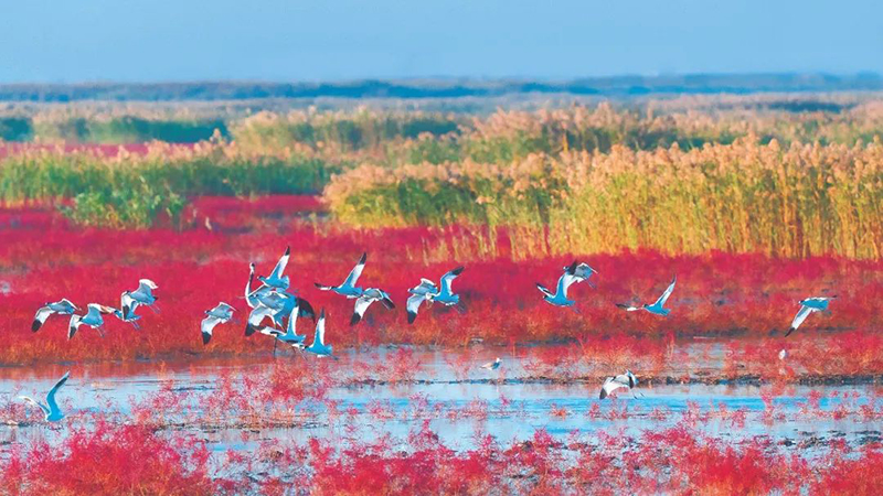 220607国家林业和草原局局长关志鸥:全面贯彻实施湿地保护法 推进湿地保护工作高质量发展 (3).jpg