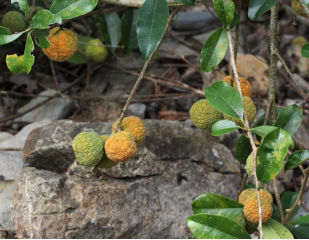250106加强种质资源保护,夯实生态文明基础——江门市自然资源局召开种质资源调查考察现场会 (4).png