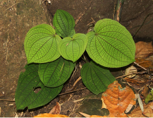 250106加强种质资源保护,夯实生态文明基础——江门市自然资源局召开种质资源调查考察现场会 (8).png