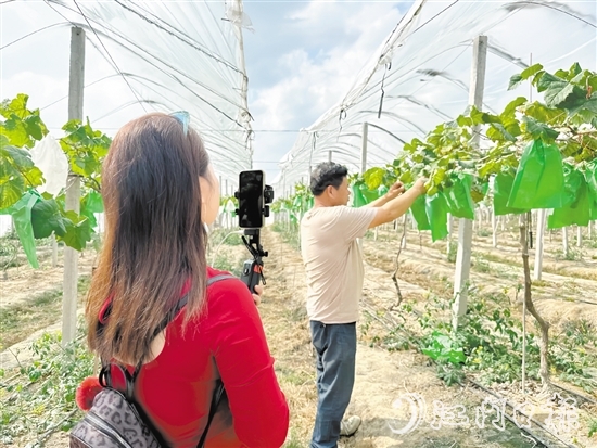 专业主播手持手机在农场直播带货。 专业主播手持手机在农场直播带货。