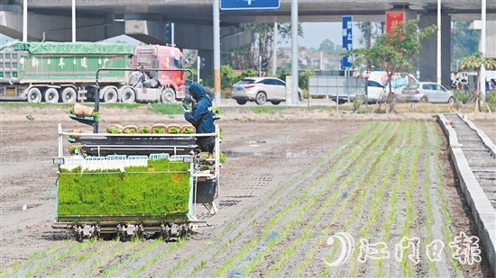 随着机器开动,秧苗按照设定好的间距和深度被整齐地插进田间。 随着机器开动,秧苗按照设定好的间距和深度被整齐地插进田间。