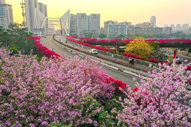 侨乡百和酿春久 一城繁花候君来——江门春日赏花指南