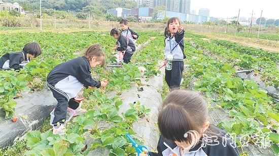 每逢周末，不少孩子来到台城街道桂水村的小鲜农场体验采摘果蔬的乐趣。