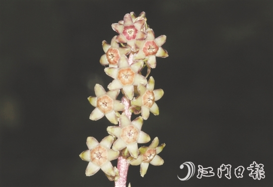 七星坑球子草是首个以“七星坑”命名的植物新种。