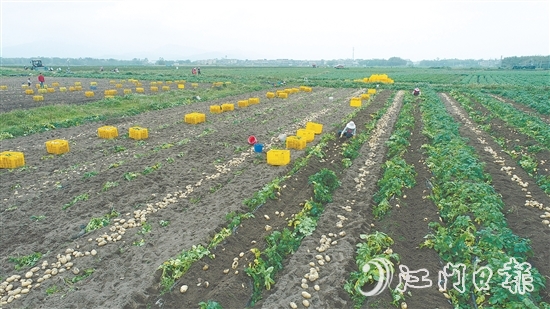 恩平是广东省内一流的马铃薯生产基地,“土豆米”项目的落地,将显著提升恩平马铃薯的附加值,完善产业链条,推动产业升级。 恩平是广东省内一流的马铃薯生产基地,“土豆米”项目的落地,将显著提升恩平马铃薯的附加值,完善产业链条,推动产业升级。