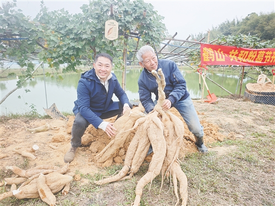 活动中，多条重量超过30公斤的粉葛破土而出，其中最重的一条达42.5公斤，被誉为